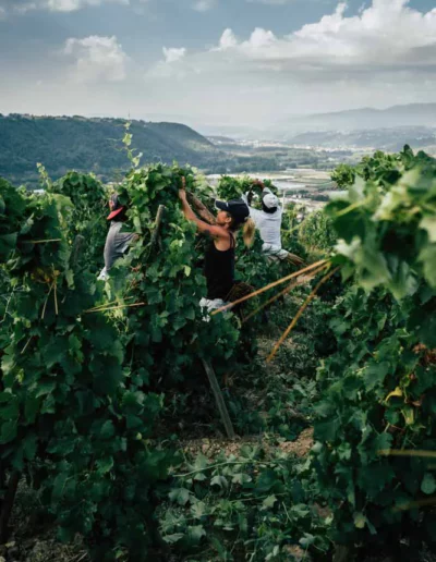 reportage photographique d'une équipe qui attache les vignes sous le soleil de l'été, réalisé par un photographe à Annecy