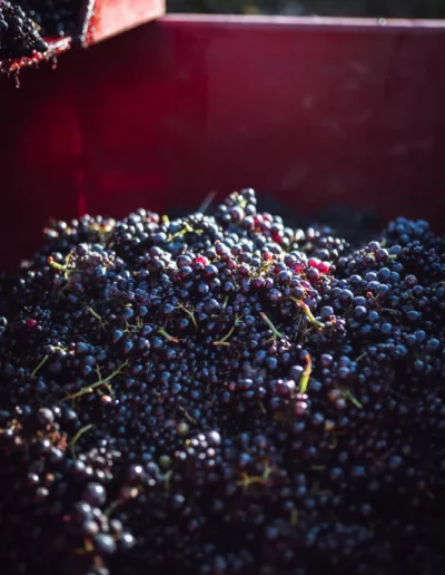 reportage photographique d'une grosse quantité de raisin de vigne récolté pendant les vendanges, réalisé par un photographe à Annecy