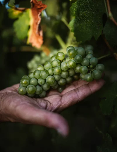 reportage photographique d'une main de vigneron qui tient une grappe de raisin blanc, réalisé par un photographe à Annecy
