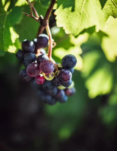 reportage photographique d'un gros plan sur des raisins de vigne, réalisé par un photographe à Annecy