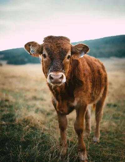une jeune vache qui regarde en direction de l'appareil photo dans un champ