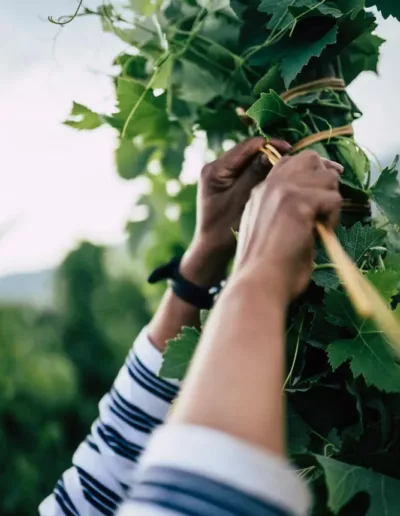 photo reportage vignerons